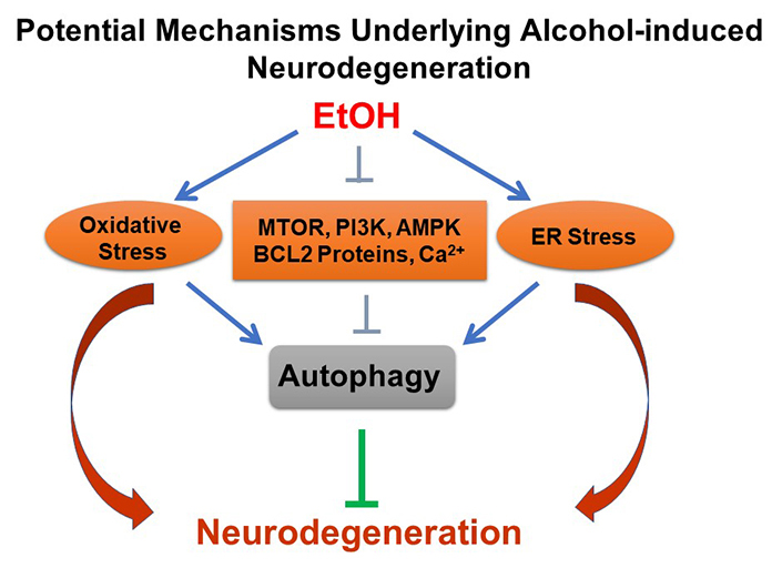 Potential Mechanisms Underlying Alcohol-induced Neurodegeneration